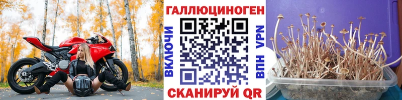 Псилоцибиновые грибы Psilocybine cubensis Злынка